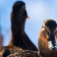 Canard colvert femelle