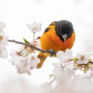 Baltimore Oriole In Cherry Blossoms
