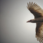 White raven 