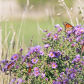 Monarchs Galore