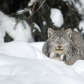 Sleeping in the snow