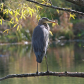 Great Blue Lookout