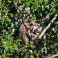 A Sleepy Owlet