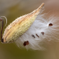 Milkweed In The Wind