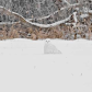 Snowy owl