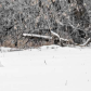 Snowy owl