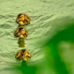 Duckling armada