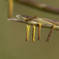 wild grass seed heads 