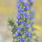 Viper's bugloss