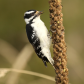 Foraging Woodpecker