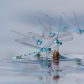 Damsleflies jockeying for a perch