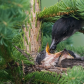 Eastern Kingbird Intimate Nest View