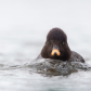 Barrow's Goldeneye Down-the-Barrel