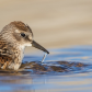 Least Sandpiper Bathtime