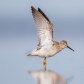 Stilt Sandpiper Strecth.