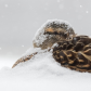 Mallard Enduring The Snow.