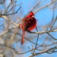 Cardinal Beauty