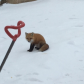 Hungry Fox