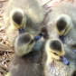 Mallard Cuties