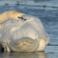 Mute swan taking a nap 