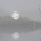Foggy swan 