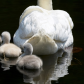 Having all your ducks...hum, cygnets in a row.