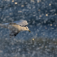 Ring billed gull splashing around