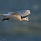 Ring billed gull