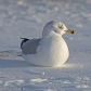 Ring billed gull