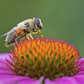 bee on Echinacea flower