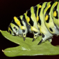 Black swallowtail butterfly caterpillar 