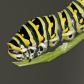 Black swallowtail butterfly caterpillar 