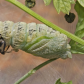 Black swallowtail butterfly caterpillar nymph