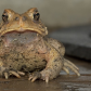 Toad