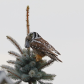 The Suburban Northern Hawk Owl