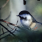 Black-Capped Chickadee