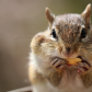 Hungry Chipmunk