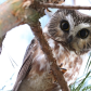 Northern Saw Whet Owl