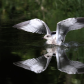 Ring-Billed Gull