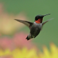 Hummingbird