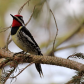 Male Yellow Bellied Sapsucker