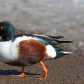 Northern Shoveler