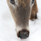 White tailed Deer 