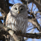 Female Barred Owl