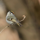 Golden Crowned Kinglet