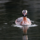 Horned Grebe swimming in the Harbor