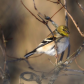 American Goldfinch