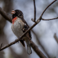 Rose-breasted Grosbeak