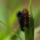 Caterpillar covered