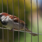 Male House Sparrow